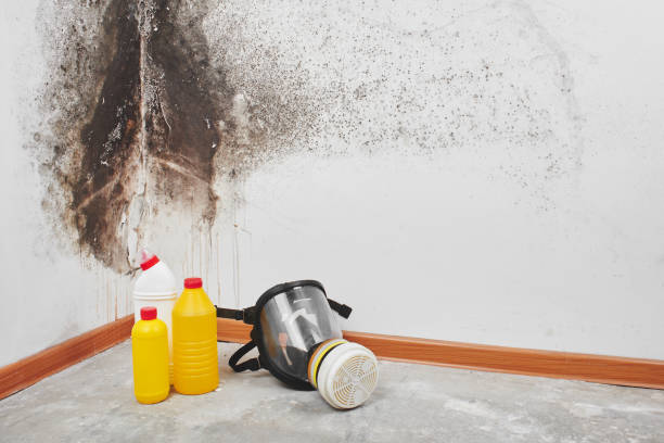 Best Certified Mold Removal  in Taft, FL