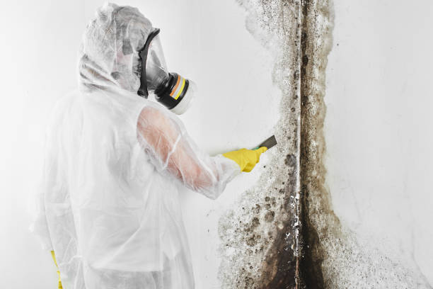 Best Local Mold Removal Service  in Taft, FL