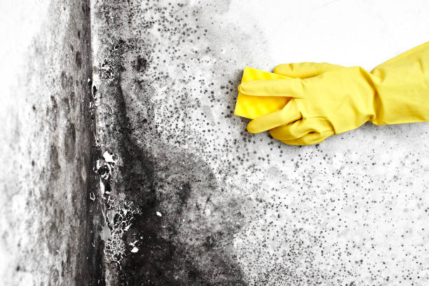 Best Residential Mold Removal  in Taft, FL