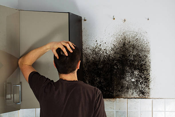 Best Residential Mold Removal  in Taft, FL